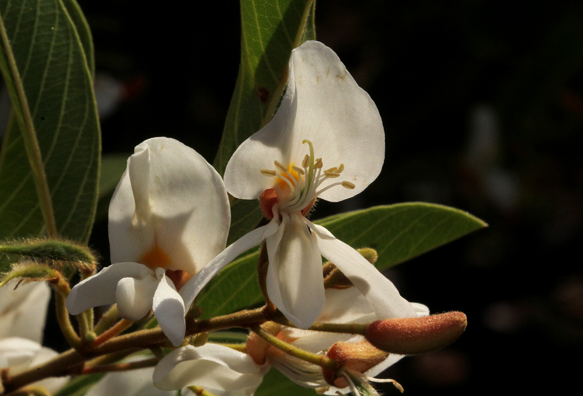 Baphia massaiensis subsp. obovata var. obovata
