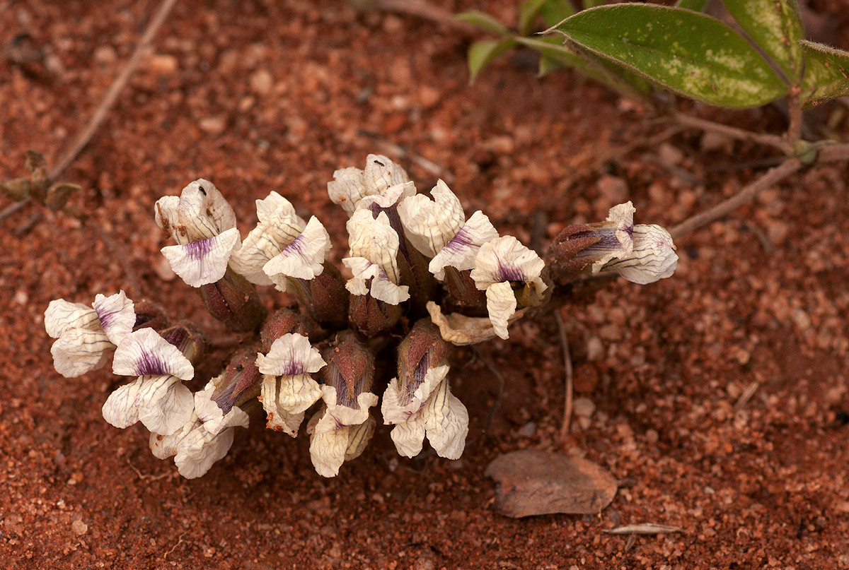 Pearsonia grandifolia subsp. latibracteolata