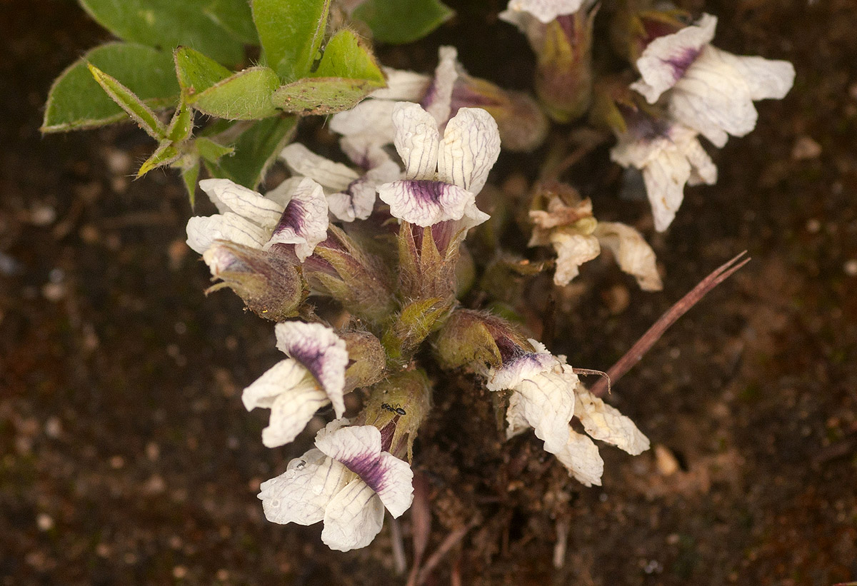 Pearsonia grandifolia subsp. latibracteolata