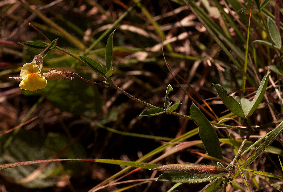 Pearsonia mesopontica