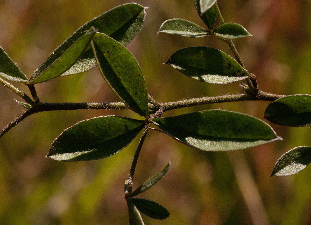 Pearsonia mesopontica