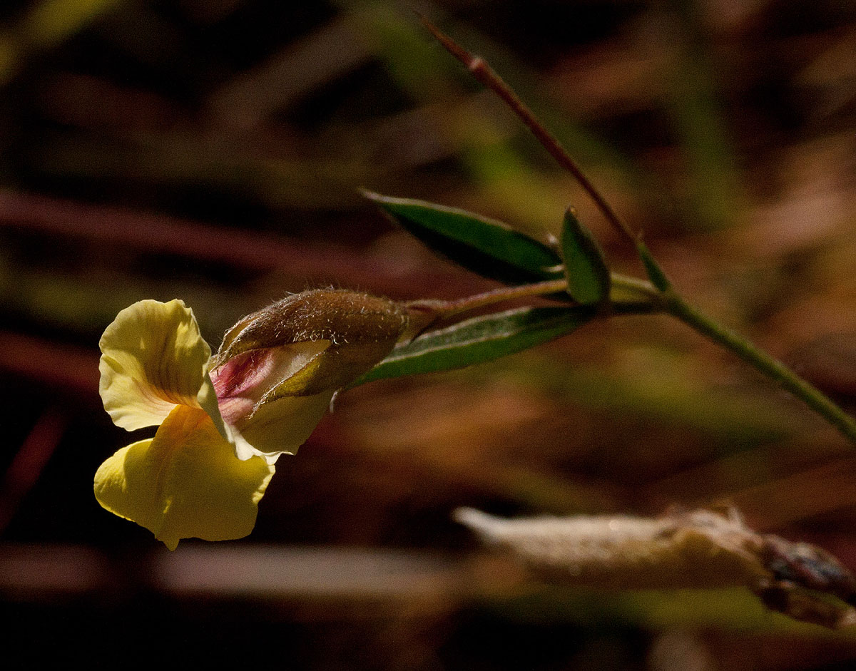 Pearsonia mesopontica
