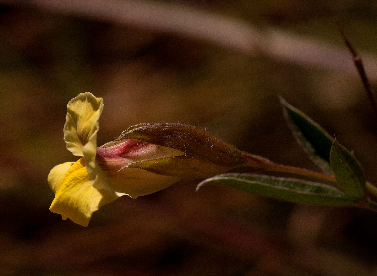 Pearsonia mesopontica