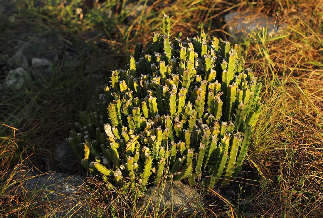 Euphorbia ambroseae var. ambroseae