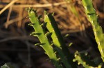 Euphorbia ambroseae var. ambroseae