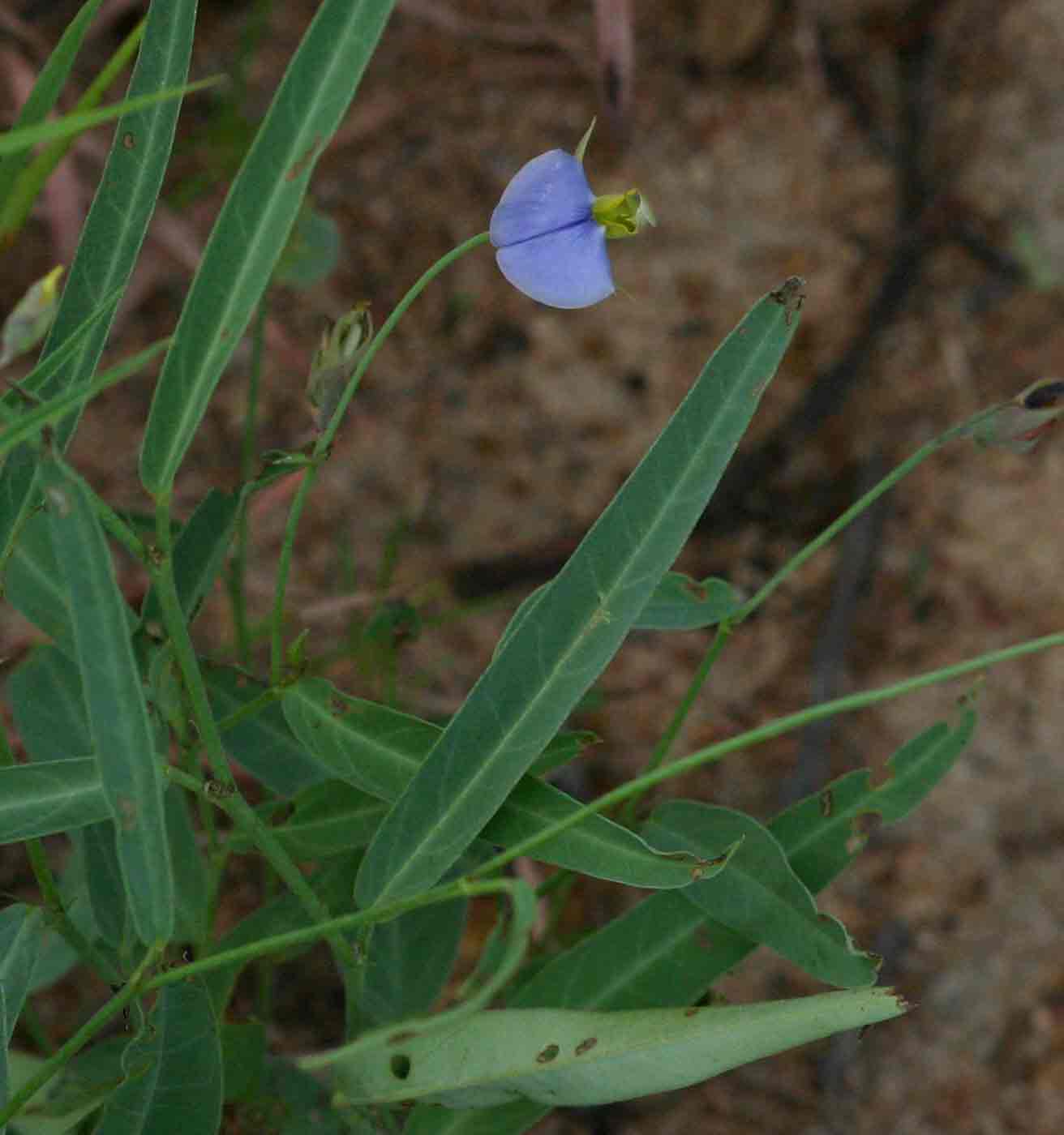 Crotalaria anisophylla
