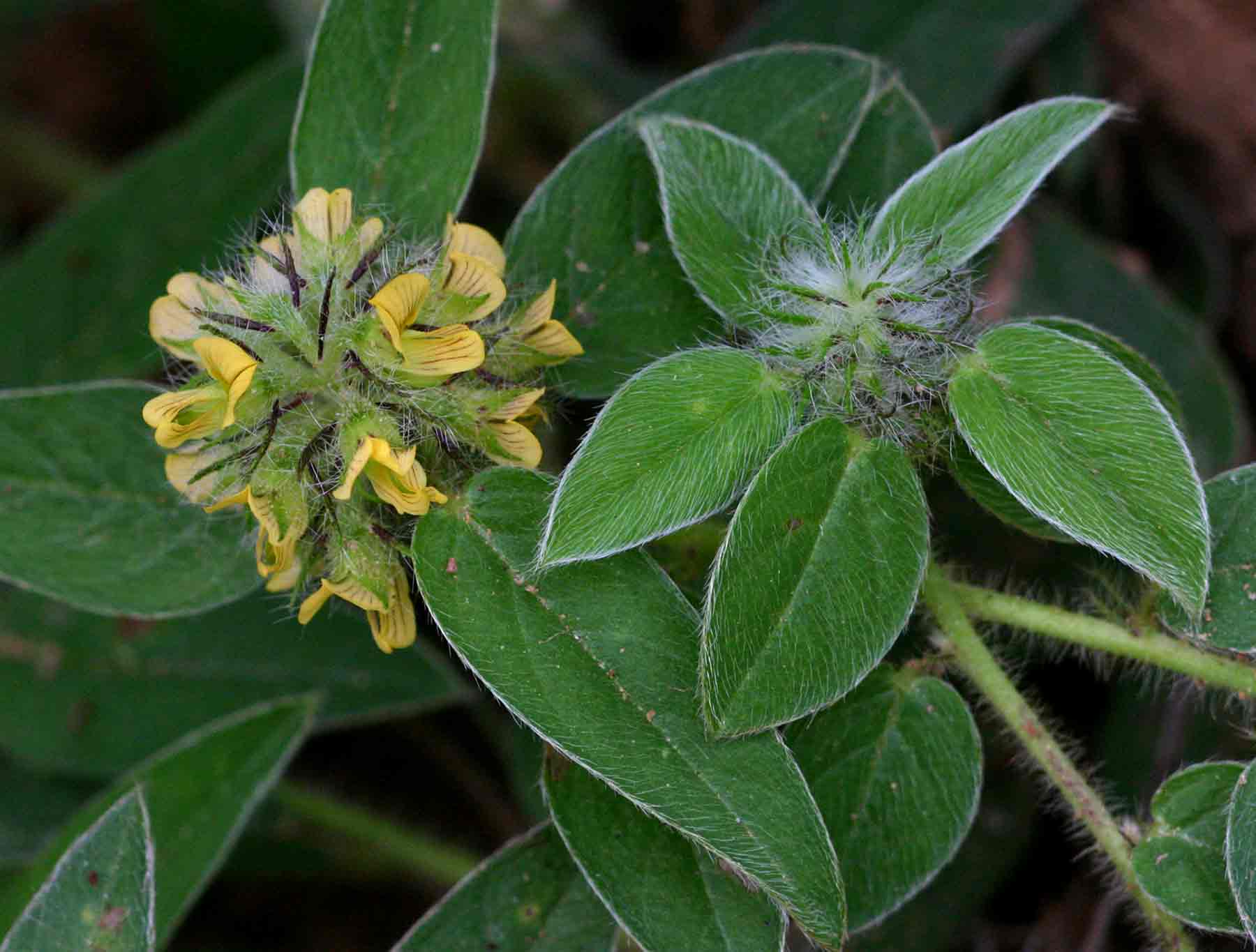 Crotalaria anthyllopsis