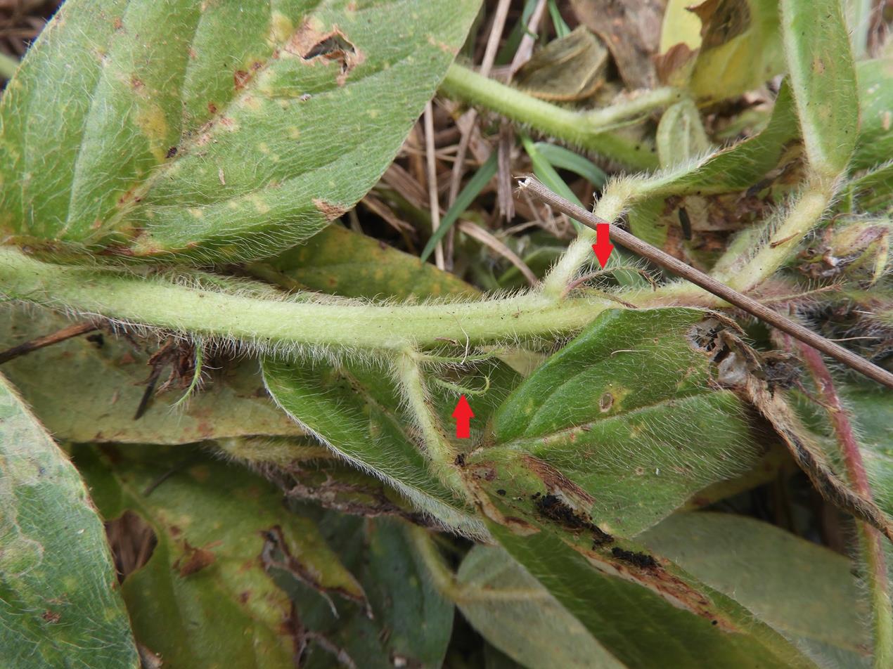 Crotalaria anthyllopsis