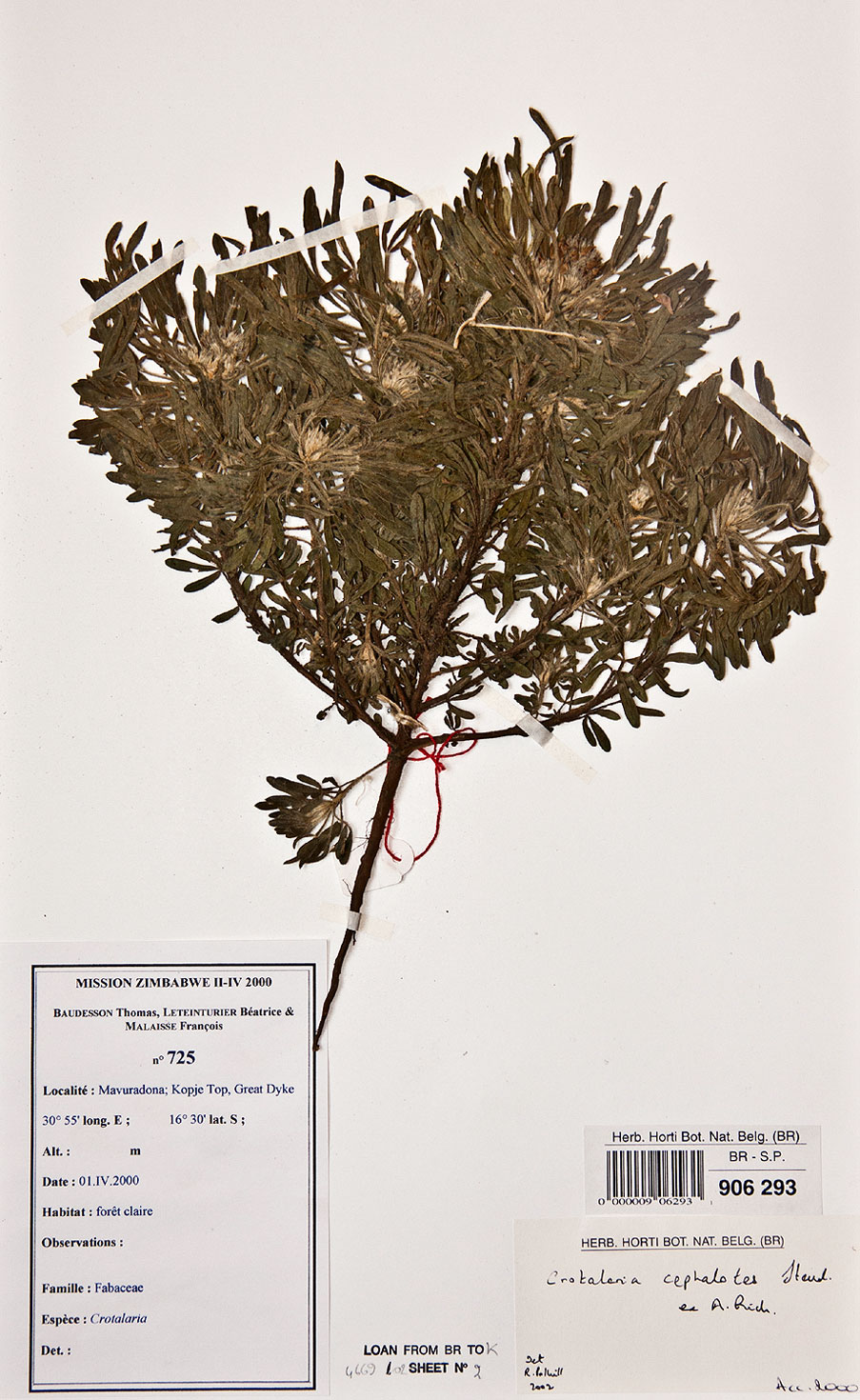 Crotalaria cephalotes