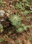 Crotalaria cephalotes