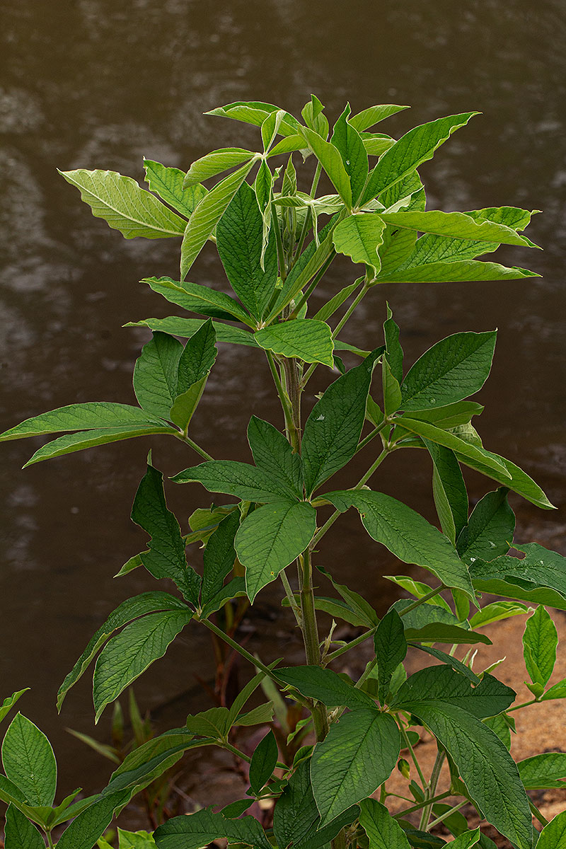 Crotalaria cleomifolia
