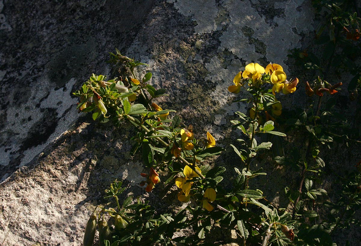Crotalaria gazensis subsp. gazensis