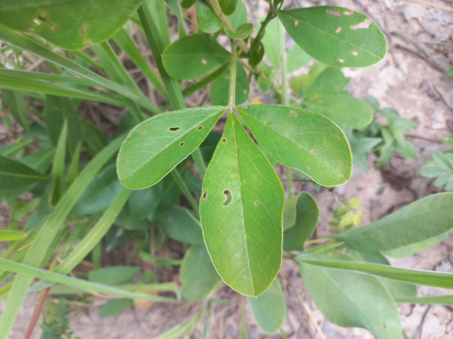 Crotalaria grandistipulata Crotalaria grandistipulata