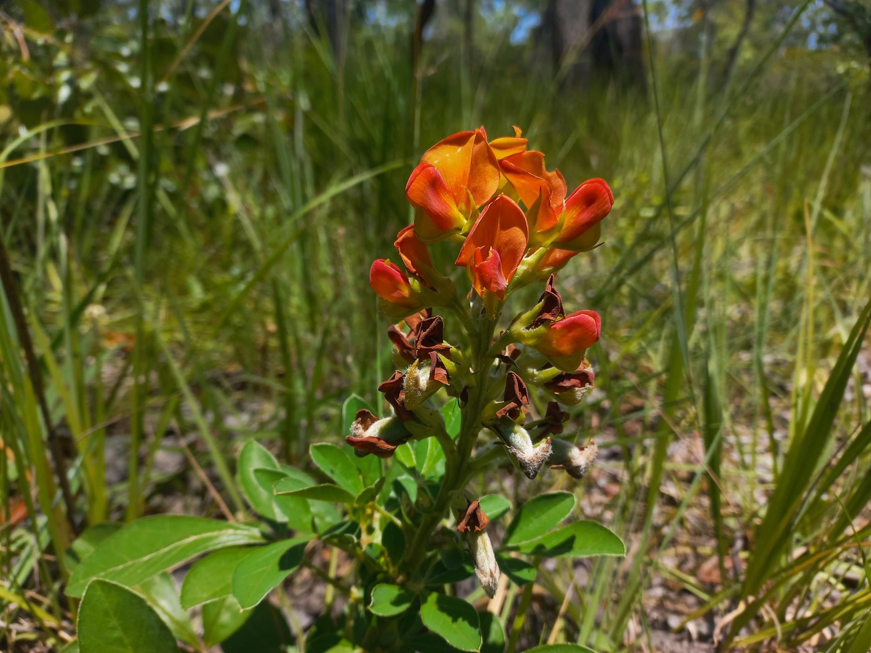 Crotalaria grandistipulata