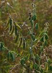 Crotalaria incana subsp. purpurascens