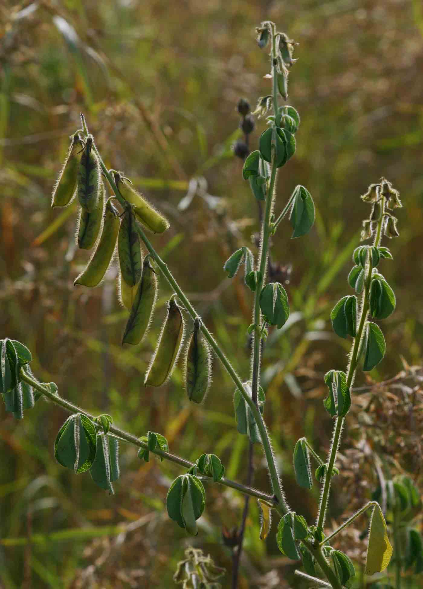 Crotalaria incana subsp. purpurascens
