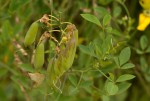 Crotalaria laburnifolia subsp. laburnifolia