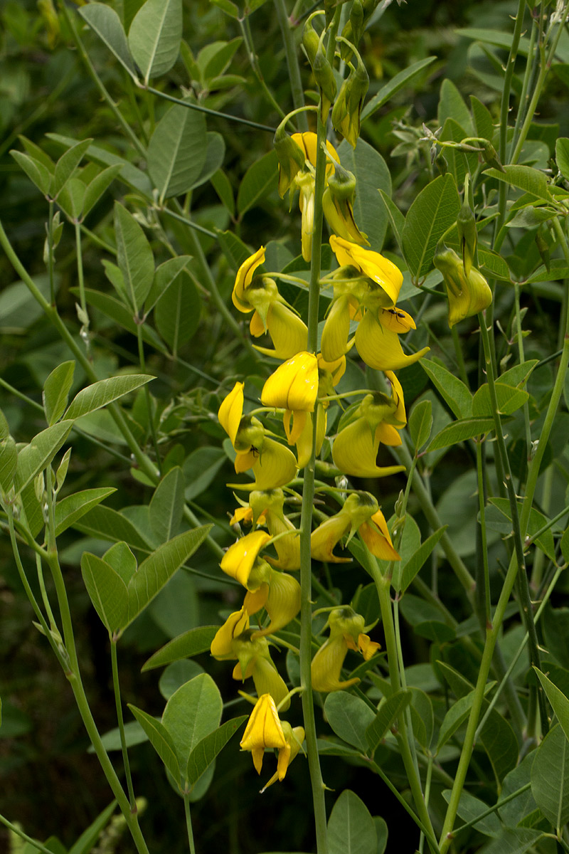Crotalaria laburnifolia subsp. laburnifolia