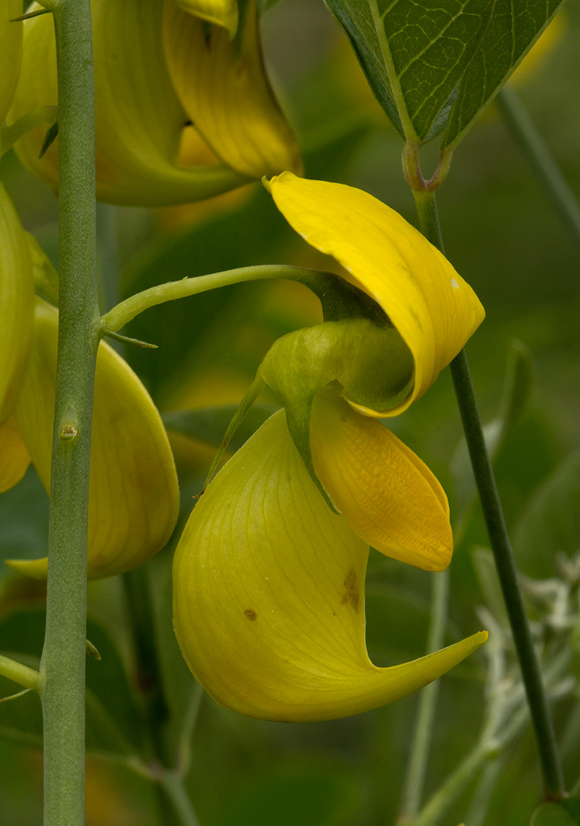 Crotalaria laburnifolia subsp. laburnifolia
