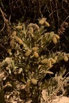 Crotalaria lachnocarpoides