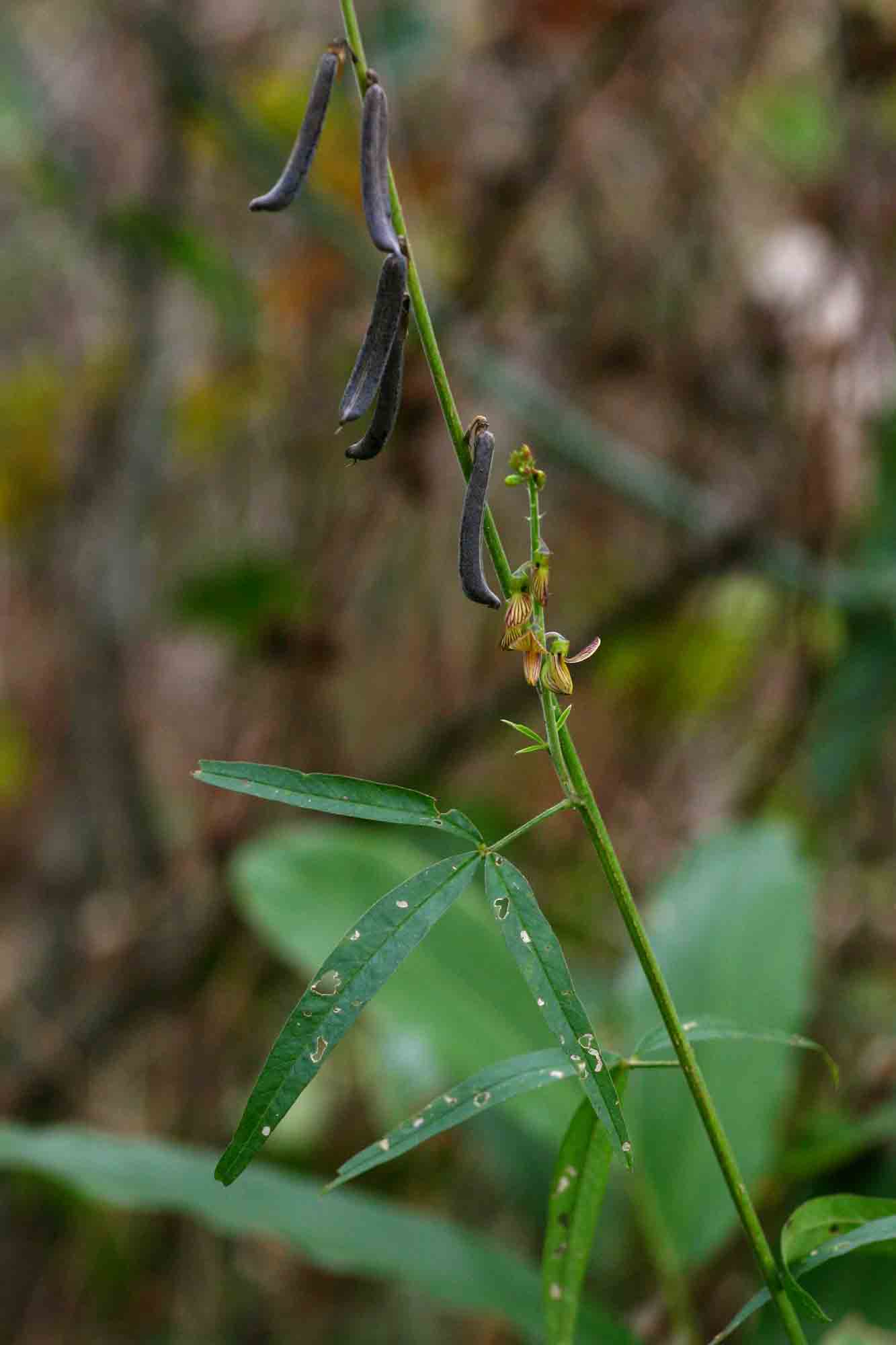 Crotalaria lanceolata subsp. lanceolata