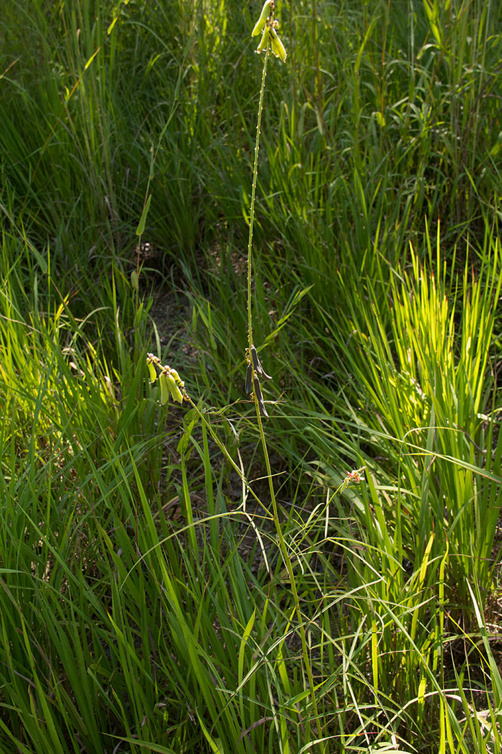 Crotalaria lanceolata subsp. lanceolata