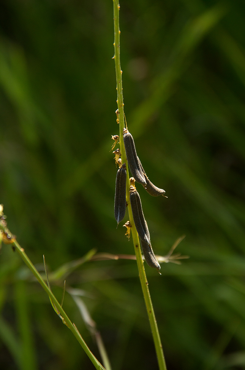 Crotalaria lanceolata subsp. lanceolata