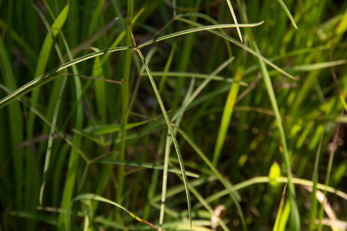 Crotalaria lanceolata subsp. lanceolata