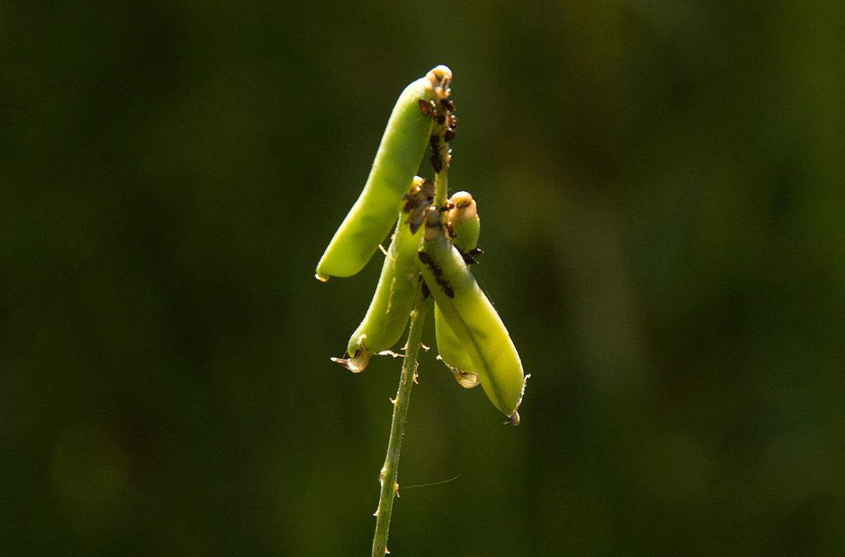 Crotalaria lanceolata subsp. lanceolata