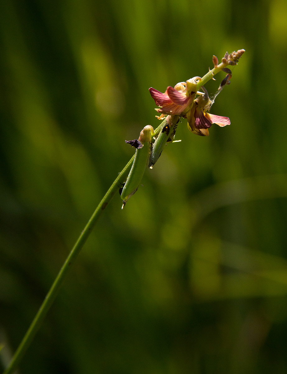 Crotalaria lanceolata subsp. lanceolata