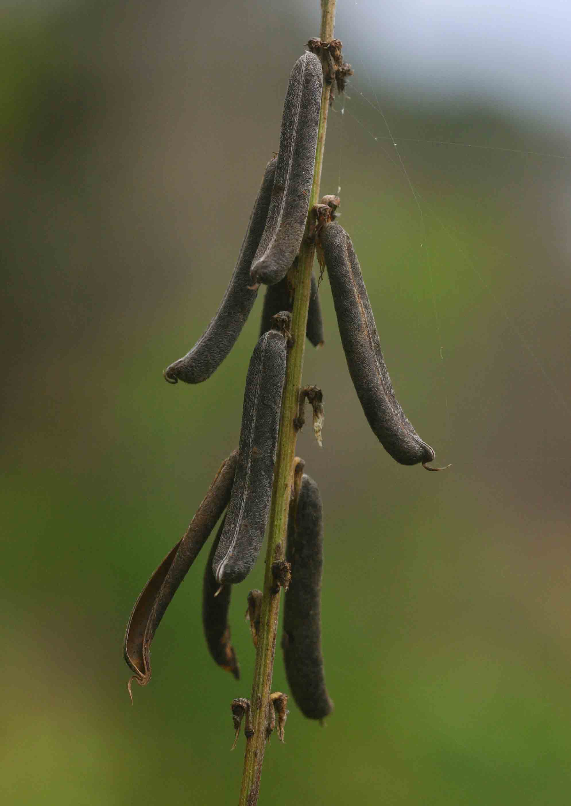 Crotalaria lanceolata subsp. lanceolata