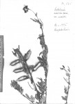 Crotalaria natalitia var. natalitia