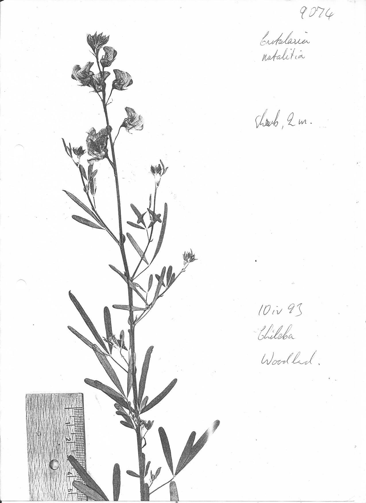 Crotalaria natalitia var. natalitia