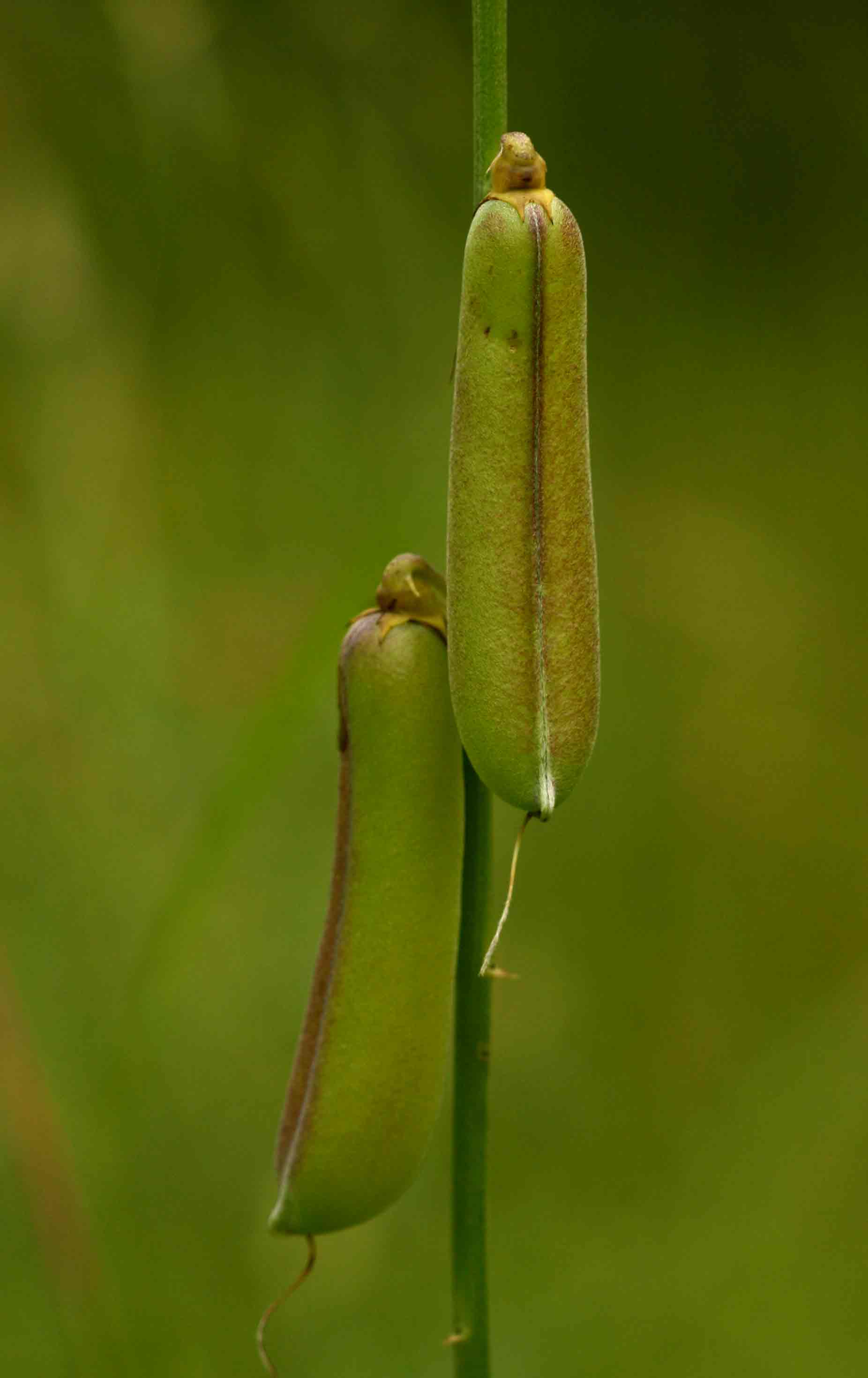 Crotalaria ochroleuca