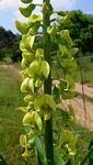 Crotalaria pallida var. pallida