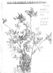Crotalaria pallidicaulis