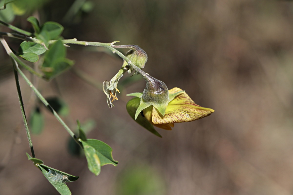 Crotalaria pallidicaulis Crotalaria pallidicaulis