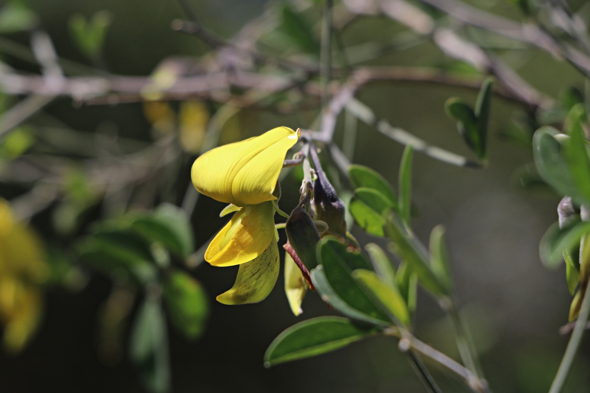 Crotalaria pallidicaulis