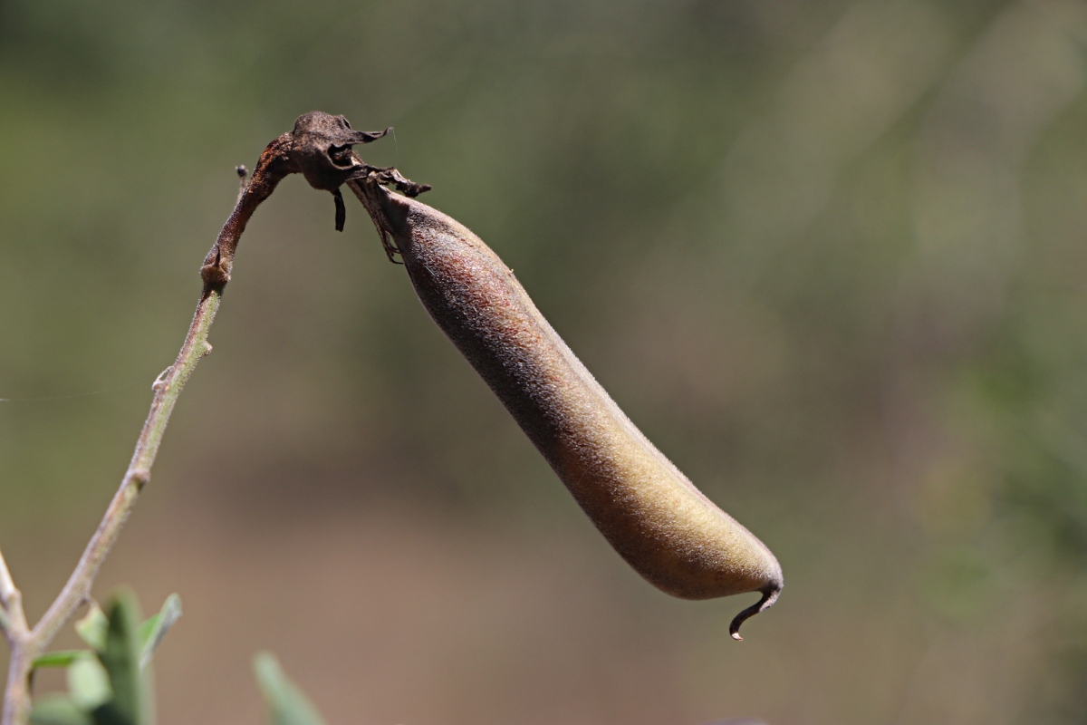 Crotalaria pallidicaulis