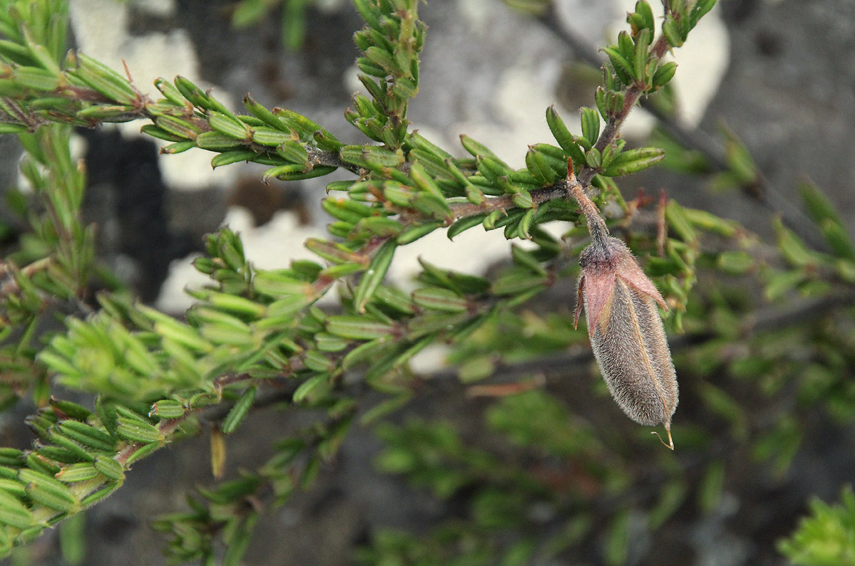 Crotalaria phylicoides Crotalaria phylicoides