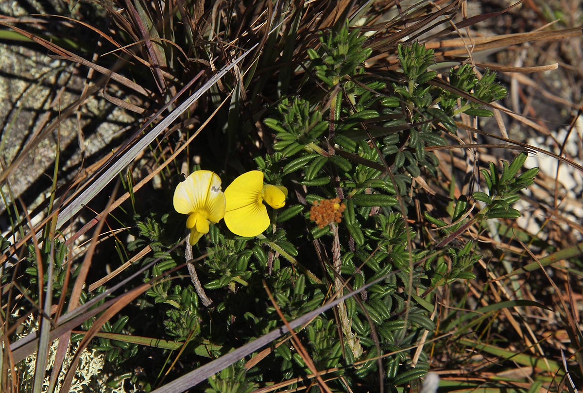 Crotalaria phylicoides