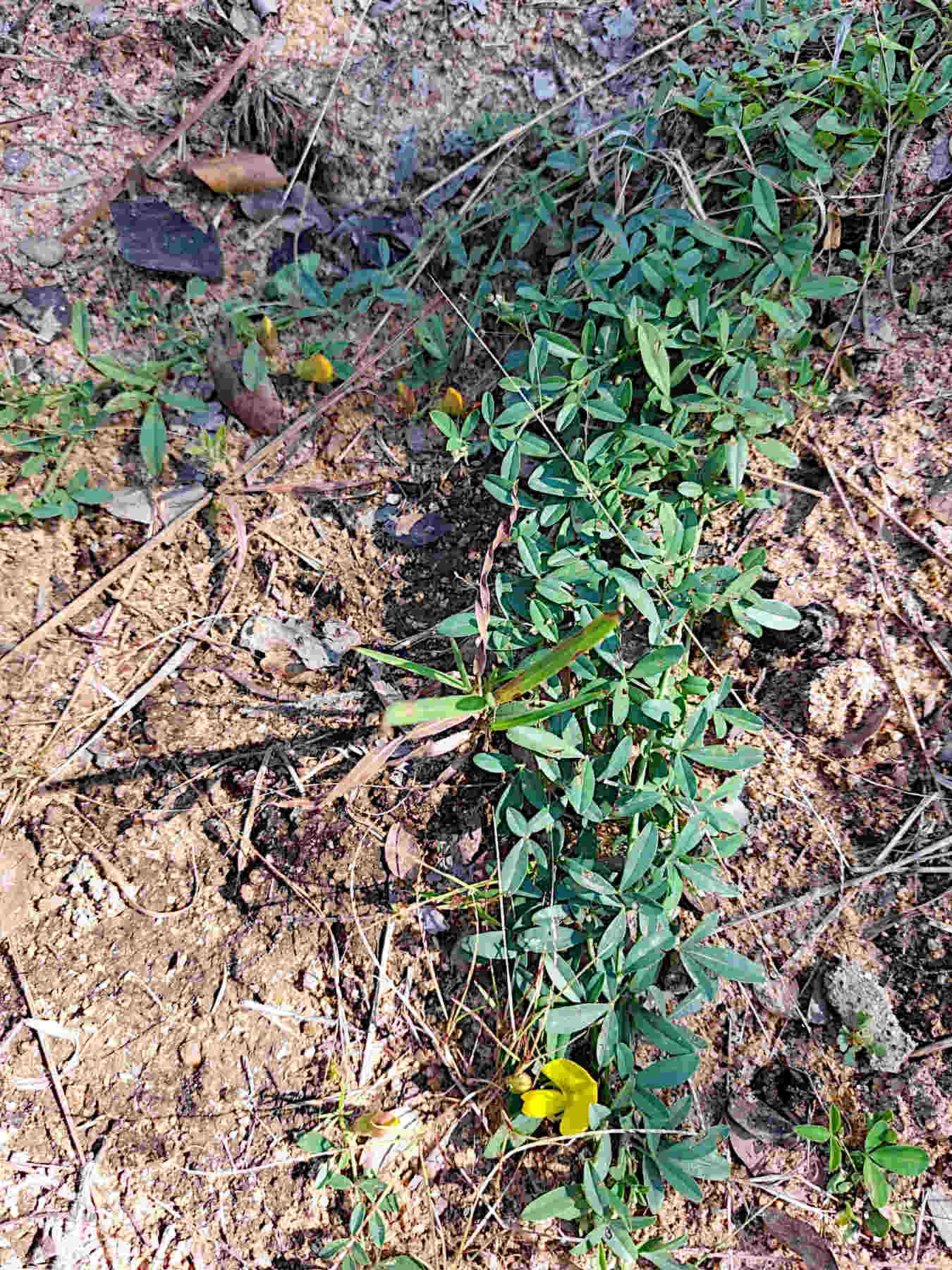 Crotalaria rhodesiae