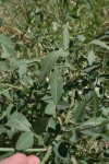Crotalaria senegalensis