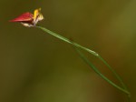Crotalaria shirensis