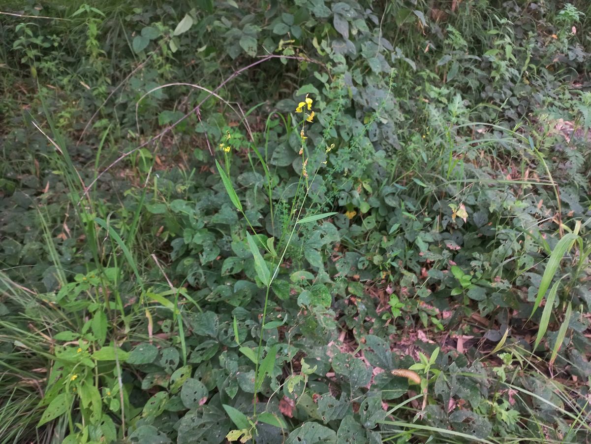 Crotalaria spartea