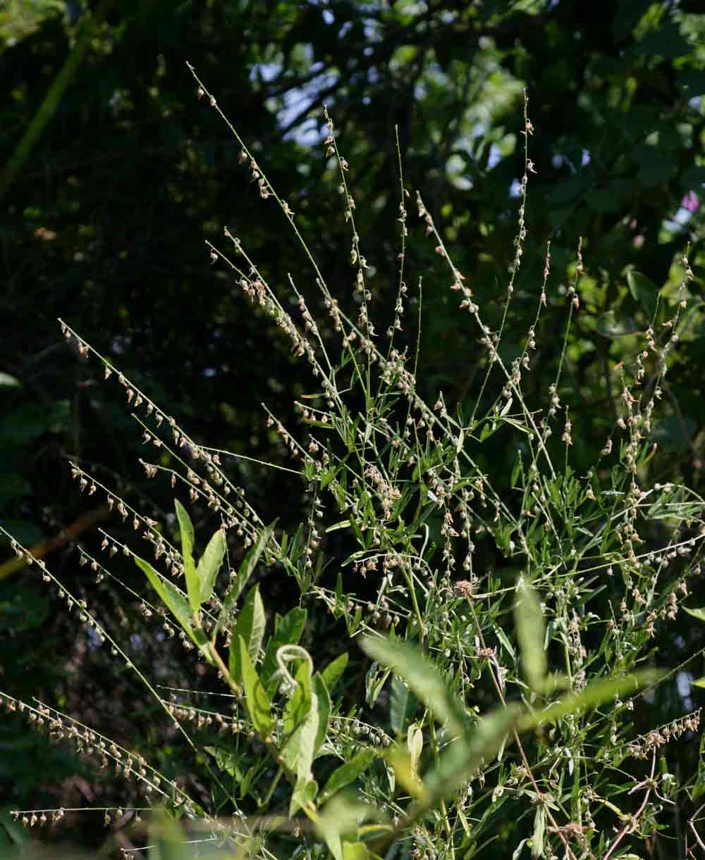 Crotalaria sphaerocarpa subsp. sphaerocarpa