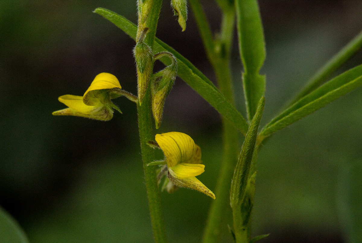 Crotalaria sphaerocarpa subsp. sphaerocarpa Crotalaria sphaerocarpa subsp. sphaerocarpa