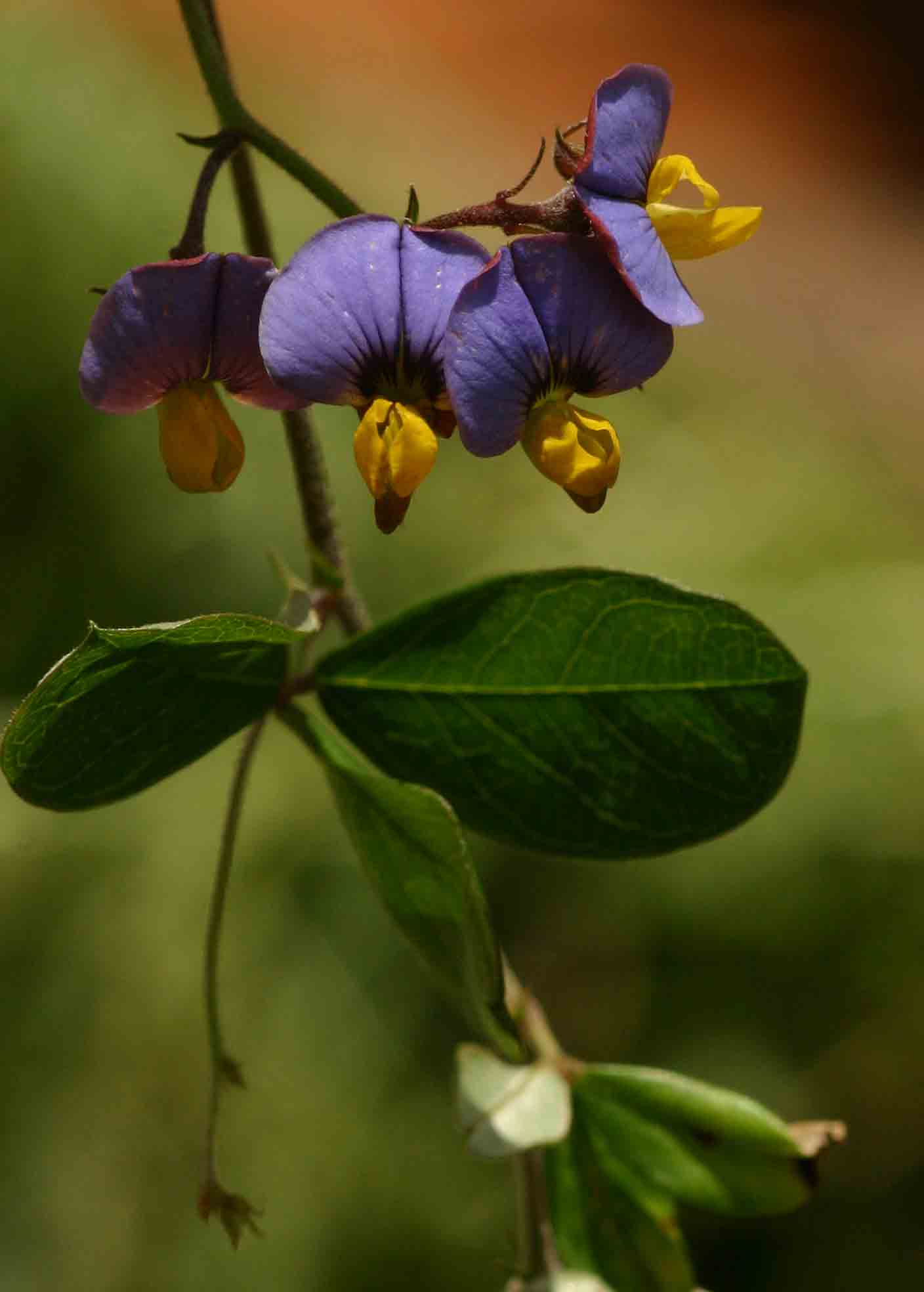 Crotalaria variegata