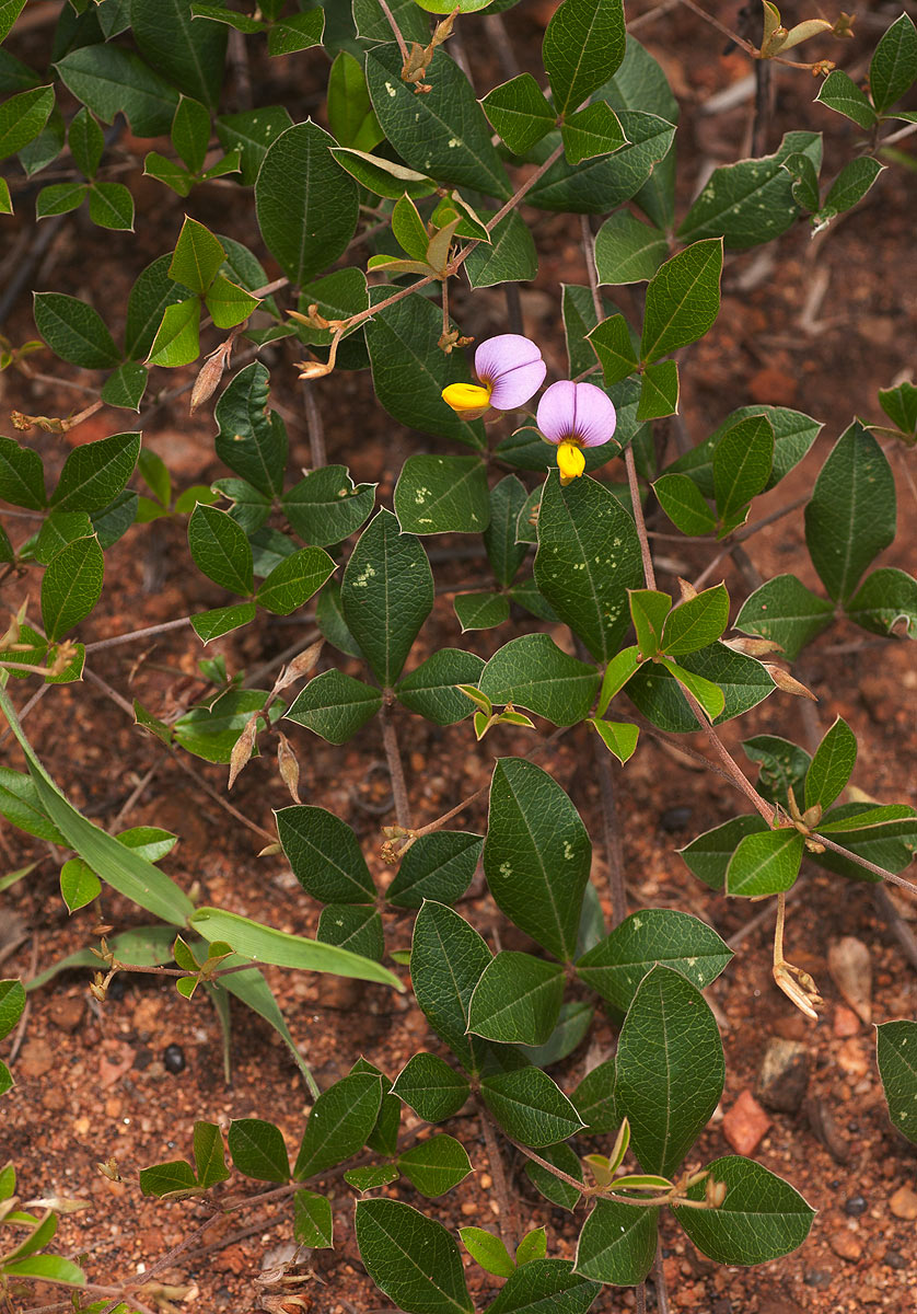 Crotalaria variegata
