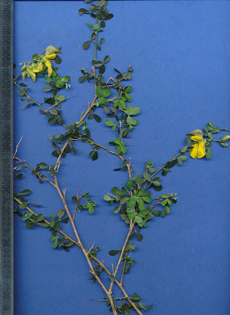 Crotalaria virgulata subsp. grantiana
